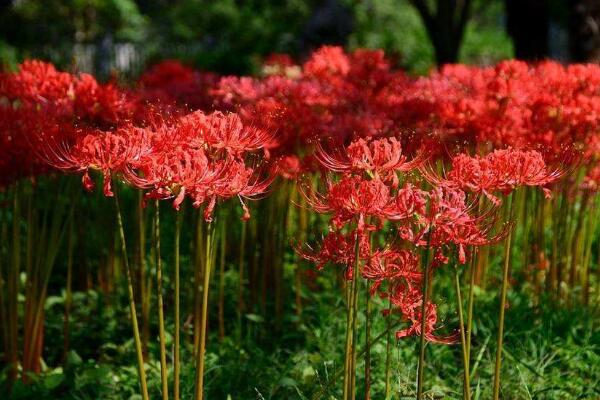 彼岸花的傳說(shuō)，以及彼岸花的花語(yǔ)介紹