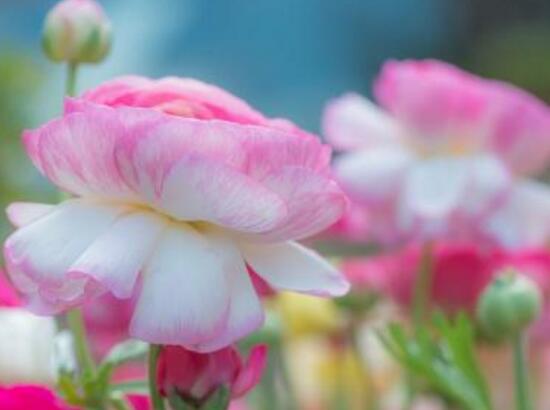 牡丹花可以水培嗎，牡丹花水培方法