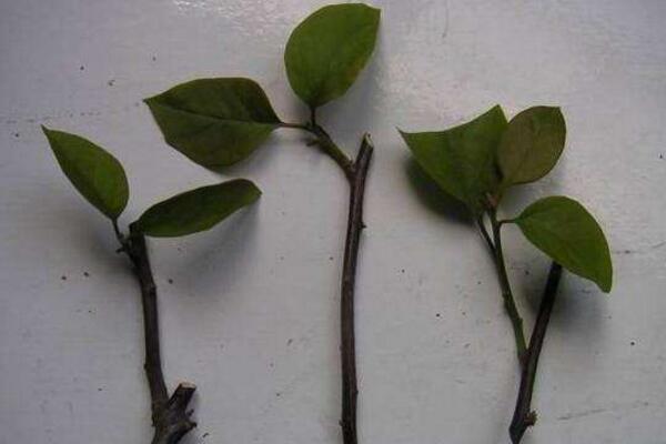 三角梅插枝的養(yǎng)殖方法，掌握正確的插枝步驟是關(guān)鍵