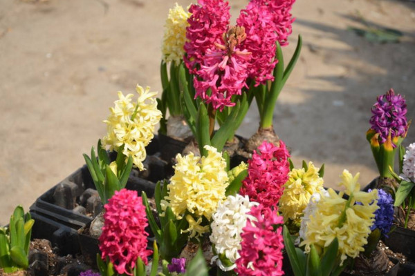 風(fēng)信子凋謝后怎么處理，修剪葉片并保留根莖