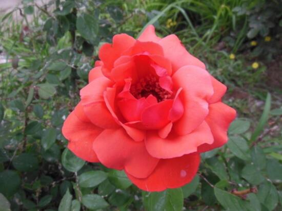 月季花扦插的最佳時間，每年4-5月、9-10月扦插最好