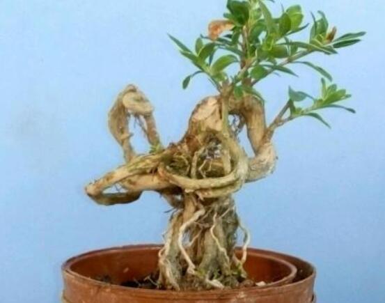 提根六月雪怎么養(yǎng)好，教你六個步驟造型更加美觀