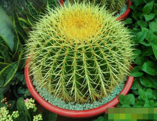 仙人球花語(yǔ)象征與寓意，堅(jiān)強(qiáng)、溫暖、柔弱、孤獨(dú)