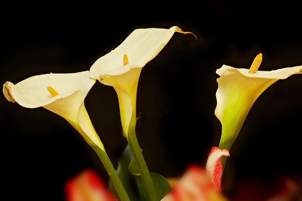 馬蹄蓮花怎么養(yǎng)，使用肥沃疏松養(yǎng)分足的粘壤土栽培