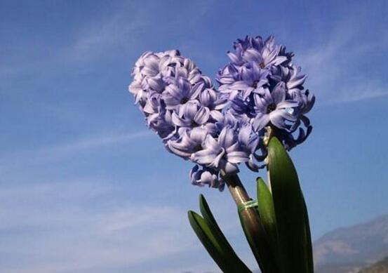 風信子根部發(fā)霉怎么辦，風信子根部發(fā)霉解決辦法