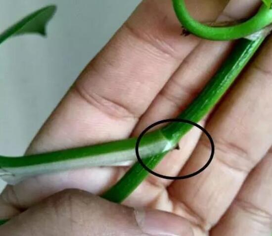 綠蘿扦插快速生根方法，綠蘿的扦插方法圖解