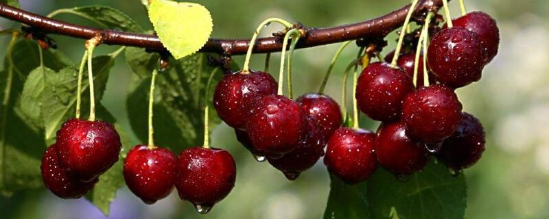 櫻桃樹(shù)春天什么時(shí)候澆水