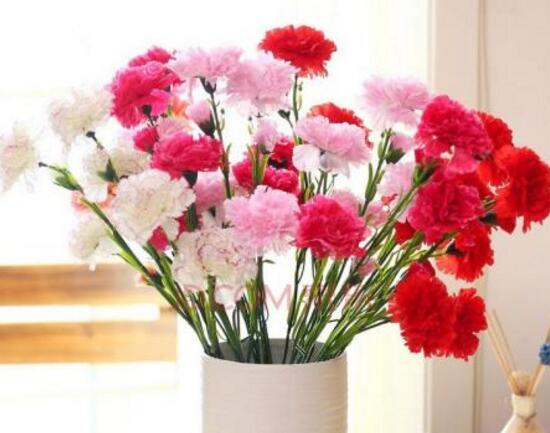 康乃馨什么時候開花，康乃馨的花期多長