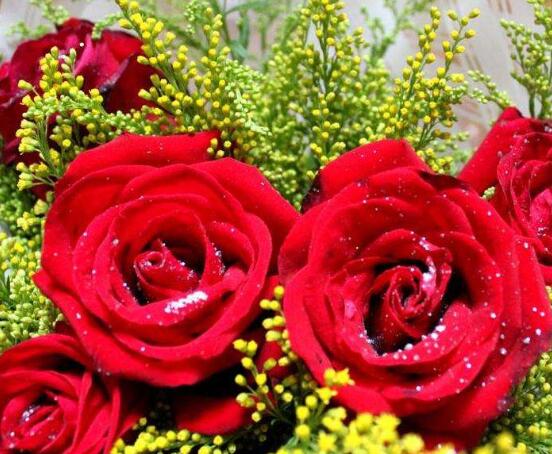 玫瑰花中藥功效與禁忌，具有調(diào)經(jīng)止痛/便秘患者、孕婦禁用