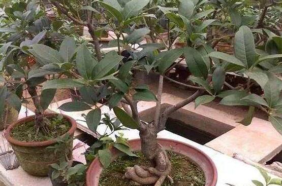 茉莉的修剪方法，教你兩種簡單易學(xué)的操作方法(生長期與休眠期)