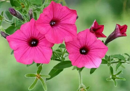 牽?；梢运鄦?，牽?；ㄋ喾椒? src="/zhiwu/d/file/p/2019/05-27/9f99a1c757205e21a9de41a4fdfa4bd4.jpg" style="width: 552px; height: 420px;" / data-BB70="4QCfJo"></p>
<p data-znb8="NV9q5m">
	<strong data-GtvC="HdBzgp">1、</strong>作為水培牽牛花，其瓶內(nèi)的水一定要保持干凈清潔。在換水時(shí)候，水的溫度與牽?；ㄉL溫度差不多就可以，夏天時(shí)候換水次數(shù)要多些。</p>
<p style="text-align: center;" data-jTr8="ncfSfk">
	<img alt=