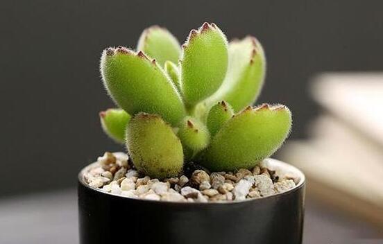 熊童子扦插技巧，五個簡單小步驟一學就會