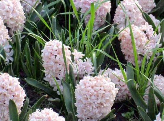 風(fēng)信子夾箭怎么辦，老農(nóng)教你五種解決辦法