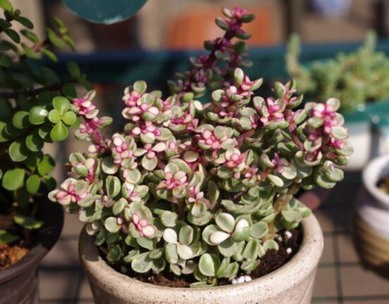 雅樂之舞怎么養(yǎng)能開花，只需要五個步驟花開爆盆