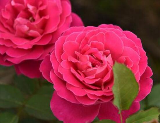 月季花冬季怎么修剪，做好四大修剪要點(diǎn)變得更美觀