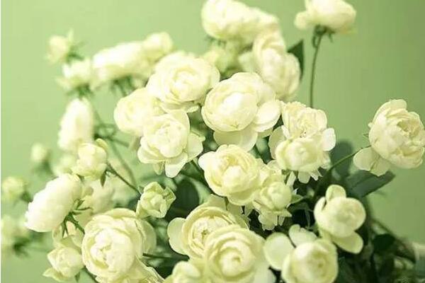 茉莉怎么養(yǎng)才長得好，做好這四點是關(guān)鍵