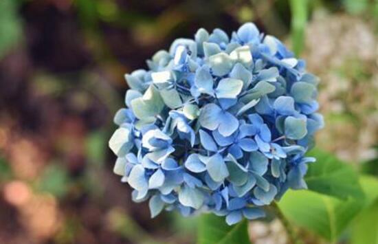 繡球怎么澆水，做好四個要點可生長青翠碧綠