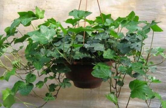 常春藤怎么施肥，常春藤施什么肥好