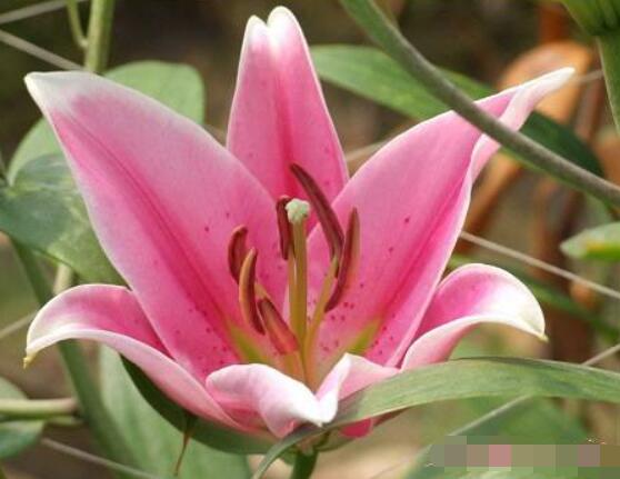 香水百合的花語(yǔ)，代表著純潔而又偉大的愛