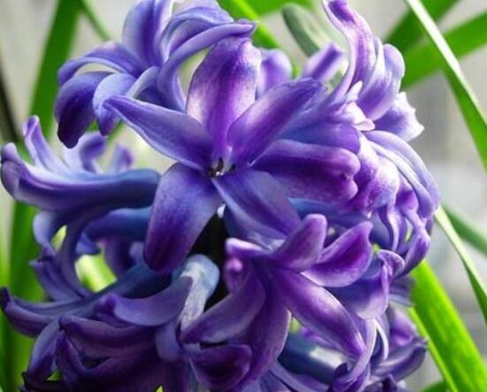 水色風(fēng)信子的養(yǎng)殖方法，老農(nóng)教你八大基本養(yǎng)殖方法