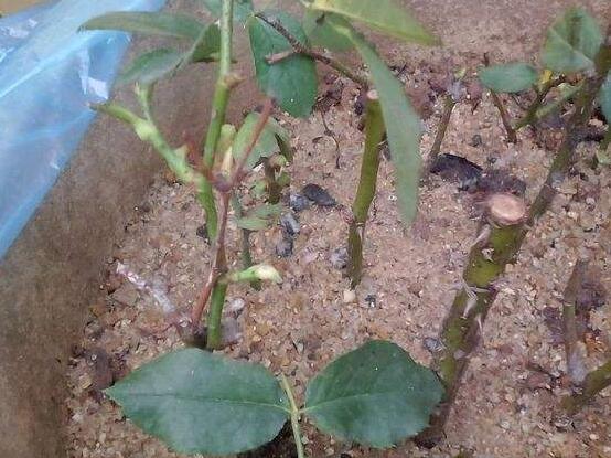 玫瑰花怎么扦插，玫瑰花扦插方法