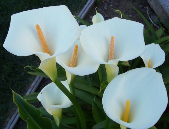 馬蹄蓮可以水培嗎，馬蹄蓮水培方法