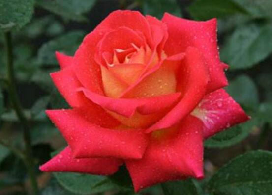 月季花種子怎么種，教你四種方法存活率百分百