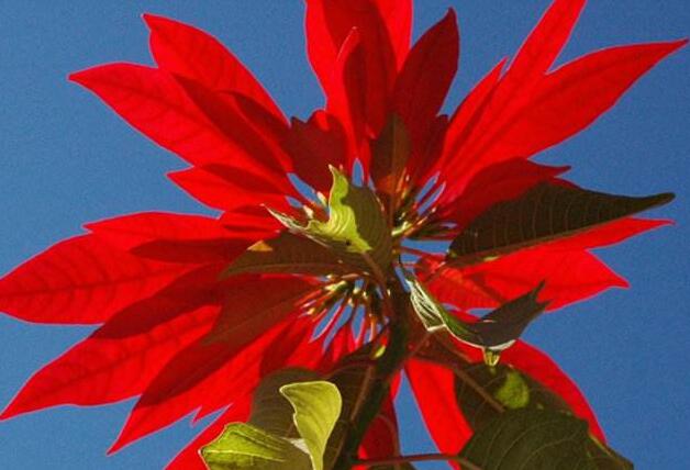 一品紅凈化空氣嗎，不能凈化/最好不要放在兒童房間中養(yǎng)殖