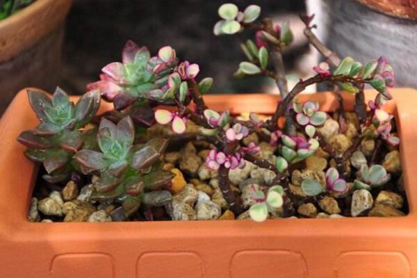 雅樂之舞可以淋雨嗎，可適當(dāng)淋雨但要注意以下幾點(diǎn)