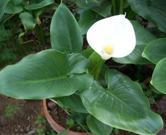 送馬蹄蓮花代表什么，不同顏色不同寓意(最深的祝福)