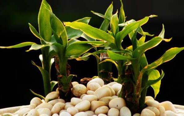 富貴竹葉子蔫了怎么辦，七個步驟重獲生機