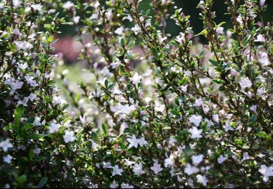 六月雪的功效與作用，細(xì)數(shù)六月雪七大功效與作用