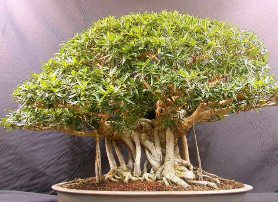 榕樹盆景放在客廳好嗎，導致家人生病、身體不好