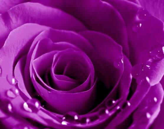 玫瑰花種類有哪些，欣賞最好看的五大品種(寓意深刻)