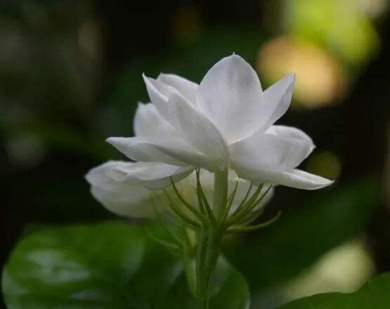 茉莉適合放在室內(nèi)嗎，非常適合/心情愉悅、改善睡眠