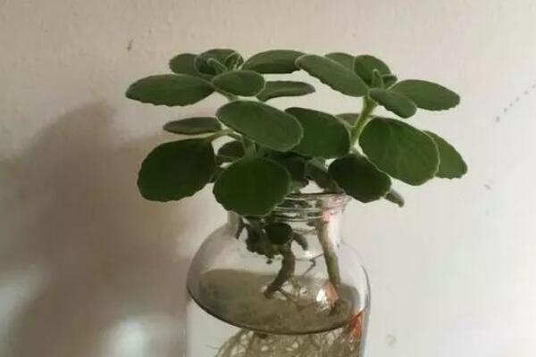 碰碰香可以水培嗎，可以水培并且日常管理更加簡單