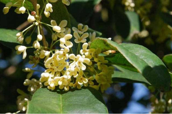 月月桂與四季桂的區(qū)別