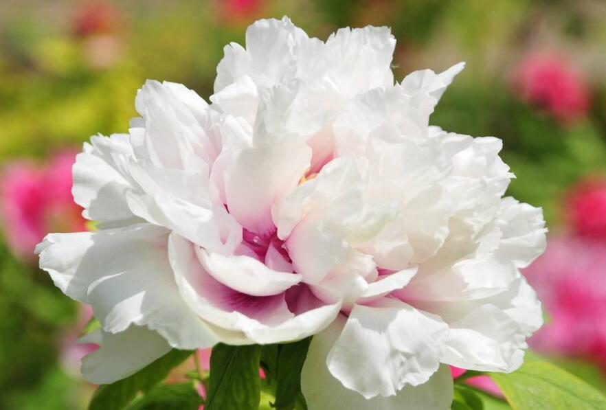 牡丹花語大全，各種顏色牡丹花語大全介紹