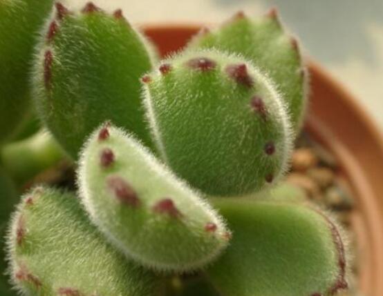 熊童子怎么養(yǎng)出紅爪子，保持足夠光照/做好澆水施肥