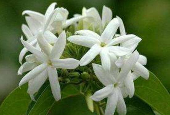 茉莉花怎么澆水，茉莉花澆水方法