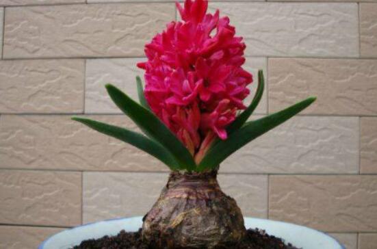 風(fēng)信子怎么種，老農(nóng)總結(jié)最簡單有效五個步驟