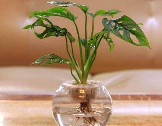 龜背竹可以水培嗎，龜背竹水培方法