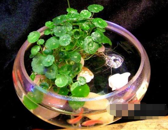 銅錢草水培怎么固定根，，擇一些小花石置于水瓶底部(美觀固定)