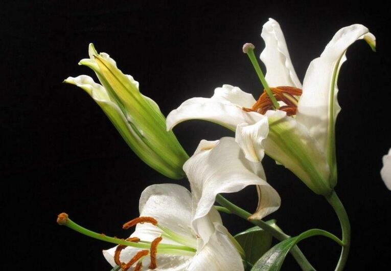 百合花的花語和寓意，不同顏色的寓意和花語都不同