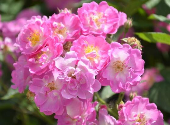 薔薇花什么時候開，薔薇花在每年5-9月開花