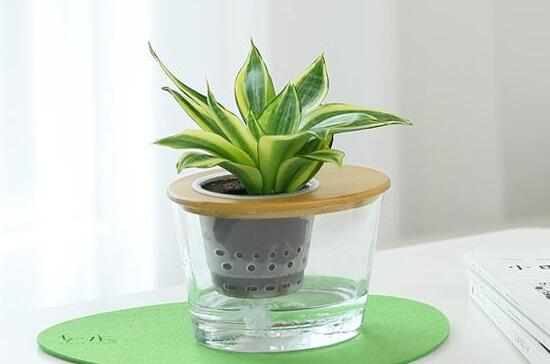 虎皮蘭可以水養(yǎng)嗎，虎皮蘭水培生根方法