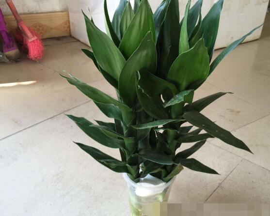 水培的富貴竹葉子發(fā)黃，教你四種解決好辦法(生長碧綠)