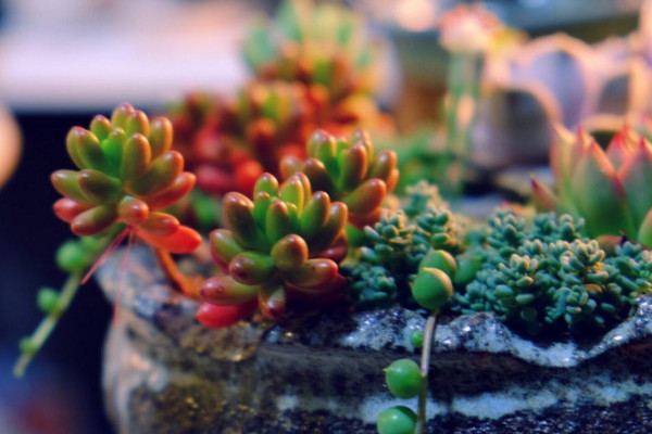 虹之玉和玉米石的區(qū)別，高度、花朵、習性、分布不同