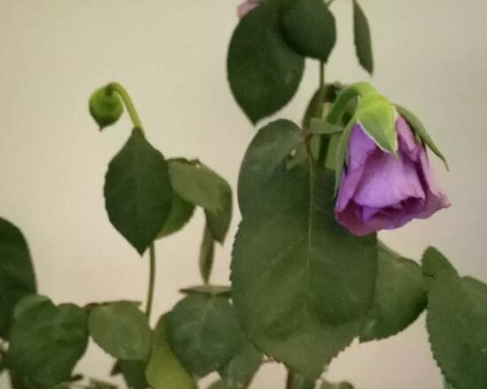 月季花焉了怎么辦，三個妙招讓它重新恢復(fù)生機(jī)