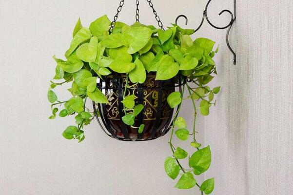 綠蘿澆水的正確方法，保持土壤濕潤不可出現(xiàn)積水